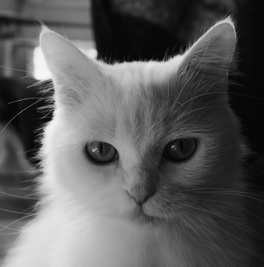 Agfa APX 25 film emulation preview