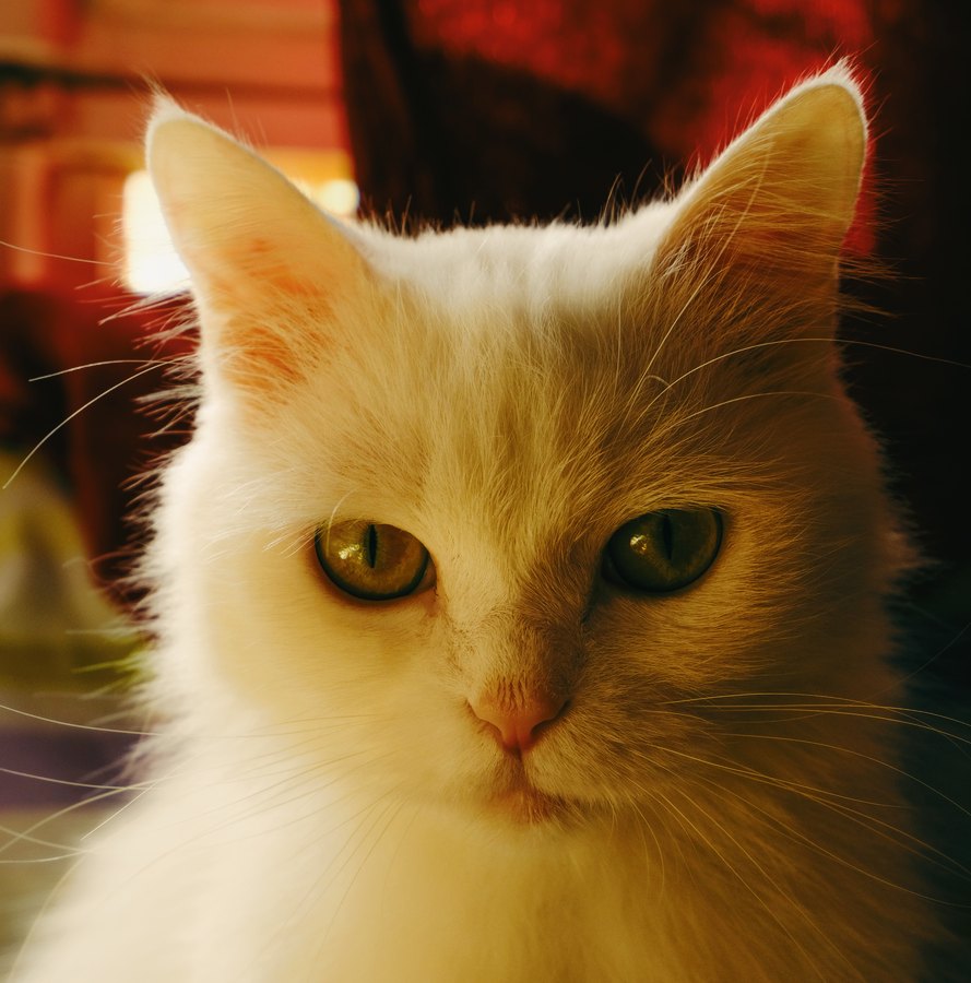 Fuji Superia 400 film emulation preview