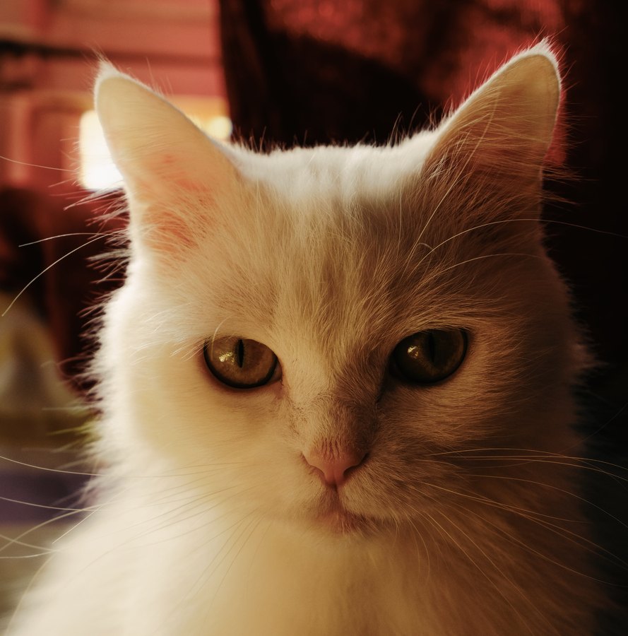 Fuji X-Trans III Classic Chrome film emulation preview