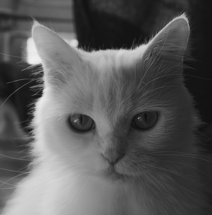 Ilford FP4 Plus 125 film emulation preview