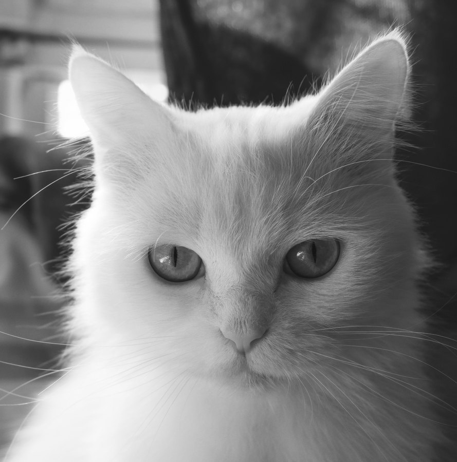 Kodak HIE Infrared film emulation preview