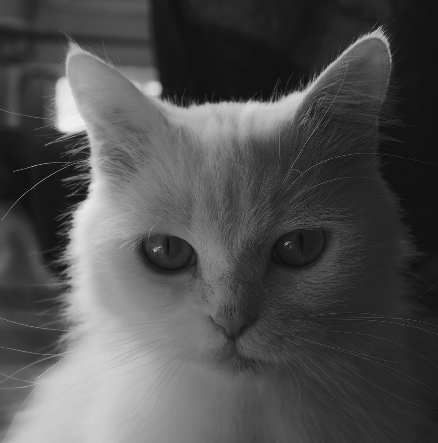 Rollei Retro 100 Tonal film emulation preview